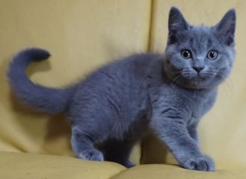 ブリティッシュショートヘア【静岡県・男の子・2018年12月18日・ブルー（ショートヘアー）】の写真「4月10日価格改定　可愛い子です。」