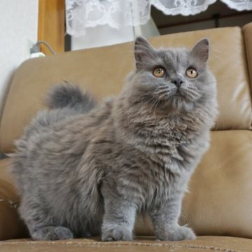 ブリティッシュロングヘア【静岡県・女の子・2023年1月16日・ブルー（ロングヘアー（セミロング））】の写真「メチャ可愛いロングヘアー」