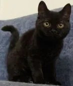 セルカークレックス【静岡県・男の子・2022年1月21日・ブラック】の写真1