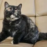 ブリティッシュショートヘア【静岡県・女の子・2022年7月16日・トーティーシェル サビ猫】の写真1