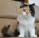 セルカークレックス【静岡県・女の子・2022年9月30日・キャリコ 三毛猫】の写真2