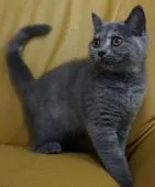 ブリティッシュショートヘア【静岡県・女の子・2020年2月3日・ブルークリーム】の写真2