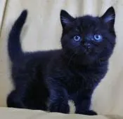 ブリティッシュショートヘア【静岡県・男の子・2020年8月30日・ブラック】の写真2