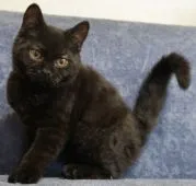 セルカークレックス【静岡県・男の子・2022年1月21日・ブラック】の写真2