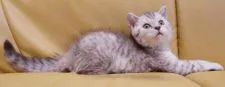 セルカークレックス【静岡県・男の子・2018年4月5日・シルバースポテッドタビー】の写真3