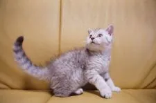 セルカークレックス【静岡県・男の子・2018年4月5日・シルバースポテッドタビー】の写真4