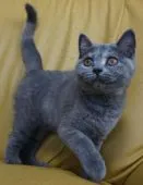 ブリティッシュショートヘア【静岡県・女の子・2020年2月3日・ブルークリーム】の写真4