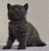 ブリティッシュショートヘア【静岡県・女の子・2024年7月5日・ブルー】の写真4