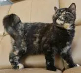 ブリティッシュショートヘア【静岡県・女の子・2022年7月16日・トーティーシェル サビ猫】の写真4