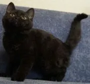 セルカークレックス【静岡県・男の子・2022年1月21日・ブラック】の写真5