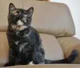 ブリティッシュショートヘア【静岡県・女の子・2022年7月16日・トーティーシェル サビ猫】の写真5