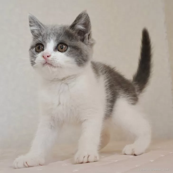 ID:2501-02086の子猫
