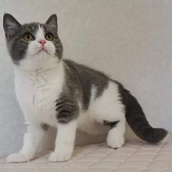 ID：2411-02739の子猫