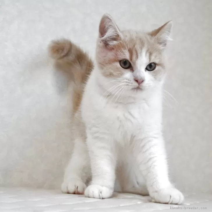 ID：2502-00779の子猫