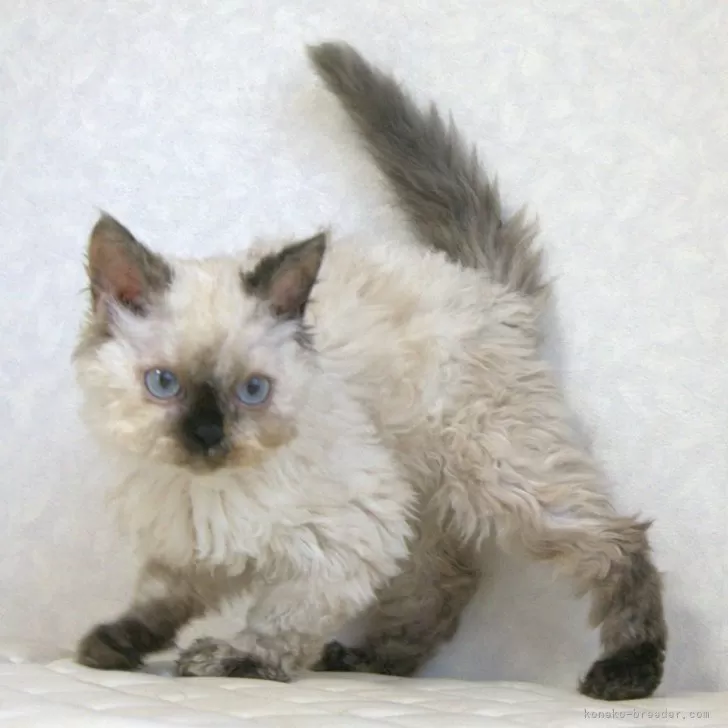 ID：2506-02343の子猫