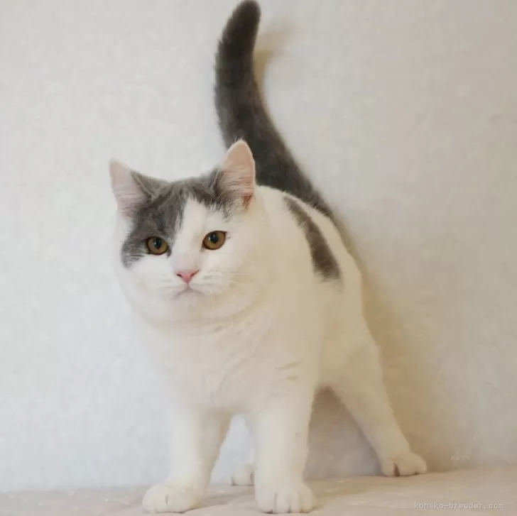 ID:2408-02751の子猫