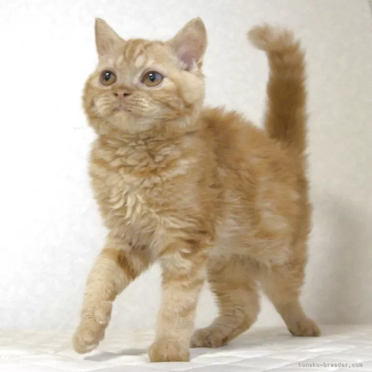 セルカークレックス【静岡県・男の子・2025年5月28日・レッドタビー】の写真1「人が好きで撮影時も喉ゴロゴロ鳴らしてます。」