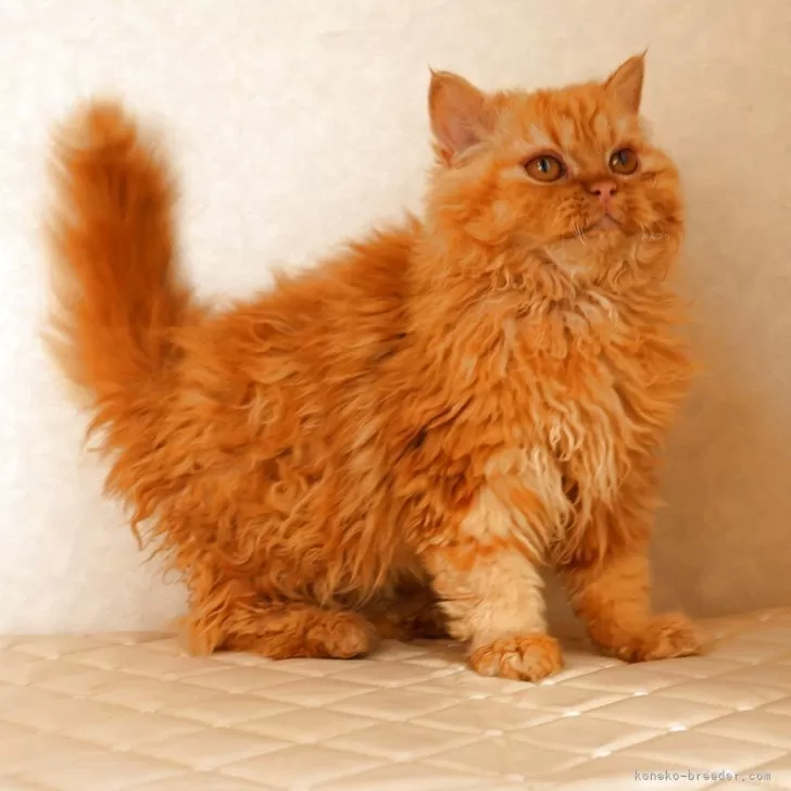 ID：2506-02341の子猫