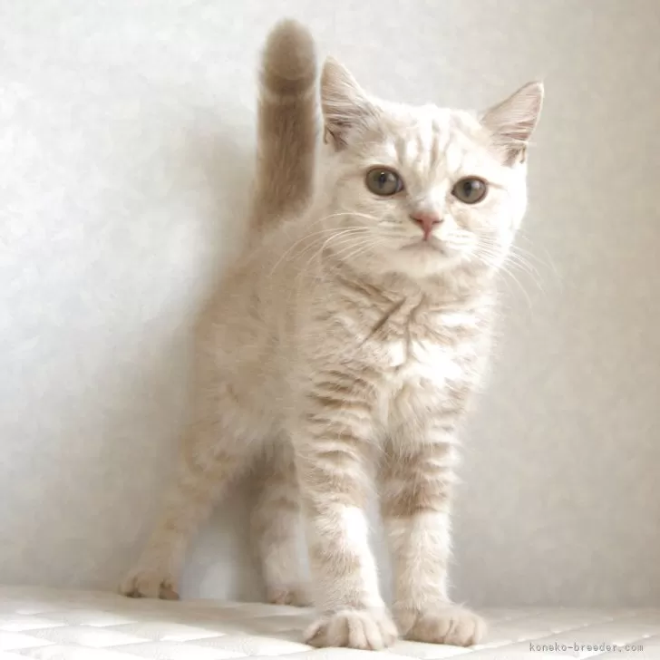 サチ 様のお迎えした子猫