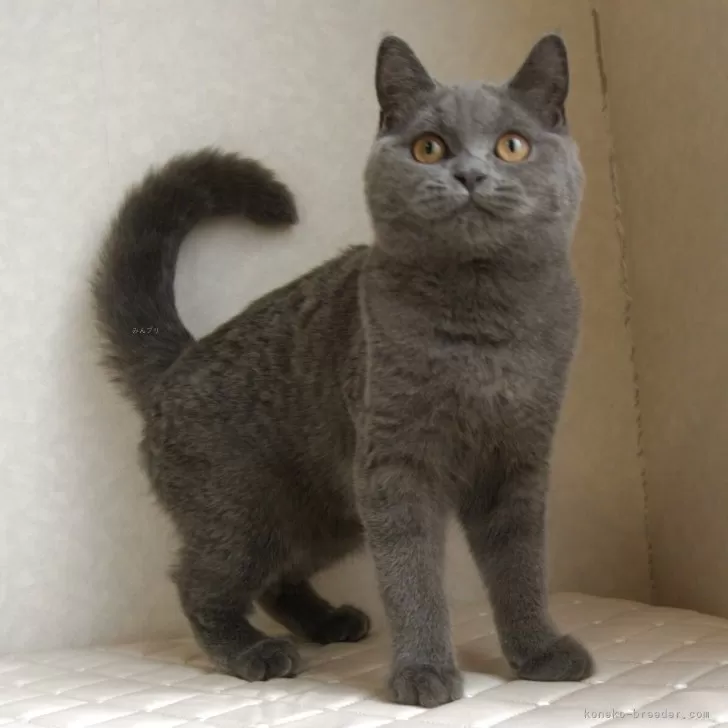 ぼっち 様のお迎えした子猫