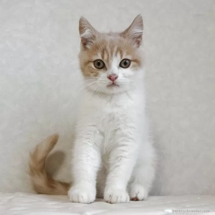 ID：2502-00781の子猫