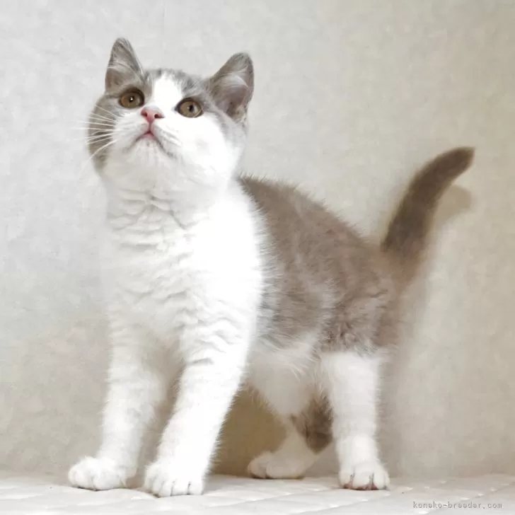 R.I 様のお迎えした子猫