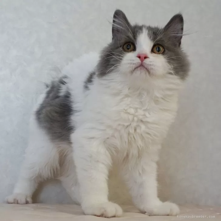 ID:2411-02741の子猫
