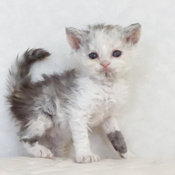 セルカークレックス【静岡県・女の子・2025年4月12日・ダイリュートキャリコ パステル三毛 洋三毛猫（ロングヘアー　（巻き毛））】の写真「5月15日写真更新。巻き毛の可愛い子に育っています」