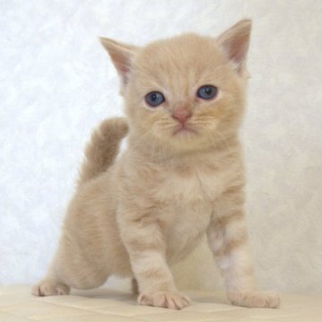 ブリティッシュショートヘア【静岡県・男の子・2025年7月21日・クリーム（ショートへア）】の写真「8月22日写真更新。良い子に育ってます。」