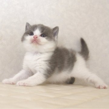 ブリティッシュショートヘア【静岡県・男の子・2025年9月27日・ブルー&ホワイト（ショートへア）】の写真「10月28日写真更新。良い子に育っています。」