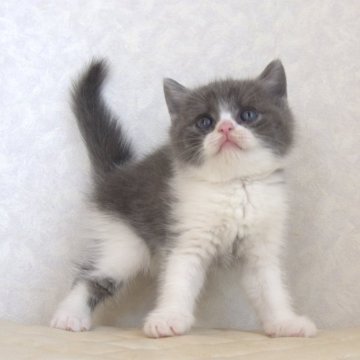 ブリティッシュショートヘア【静岡県・男の子・2025年9月27日・ブルー&ホワイト（ショートへア）】の写真「11月7日写真更新。良い子に育っています。」