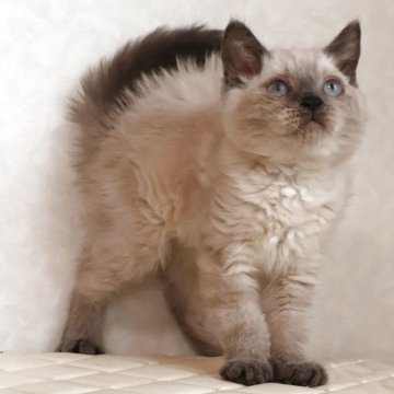 セルカークレックス【静岡県・女の子・2025年9月26日・ブルーポイント（ショートヘアー　（巻き毛））】の写真「12月23日写真更新。良い子に育っています。」