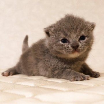 ブリティッシュショートヘア【静岡県・女の子・2025年11月17日・ブルークリーム（ショートへア）】の写真「12月5日初掲載！メチャ可愛い子に育ちそうです。」