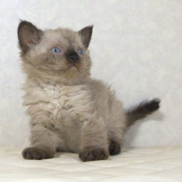 セルカークレックス【静岡県・女の子・2025年9月26日・シールポイント（ショートヘアー　（巻き毛））】の写真「11月10日写真更新。良い子に育っています。」