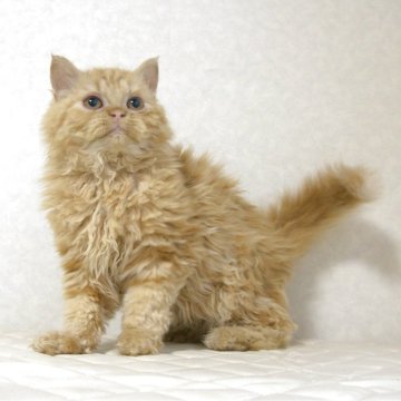 セルカークレックス【静岡県・男の子・2025年5月28日・レッドタビー（カーリーヘア　（セミロング））】の写真「11月9日写真更新。これからの成長が期待です。」