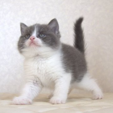 ブリティッシュショートヘア【静岡県・女の子・2025年9月27日・ブルー&ホワイト（ショートへア）】の写真「11月7日写真更新。良い子に育っています。」