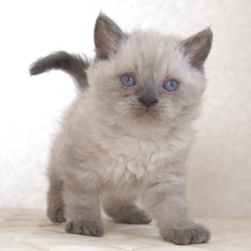 セルカークレックス【静岡県・女の子・2025年9月26日・ブルーポイント（ショートヘアー　（巻き毛））】の写真「11月5日写真更新。良い子に育っています。」