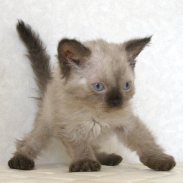 セルカークレックス【静岡県・女の子・2025年9月26日・シールポイント（ショートヘアー　（巻き毛））】の写真「11月20日写真更新。良い子に育っています。」