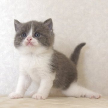 ブリティッシュショートヘア【静岡県・女の子・2025年9月27日・ブルー&ホワイト（ショートへア）】の写真「10月28日写真更新。良い子に育っています。」