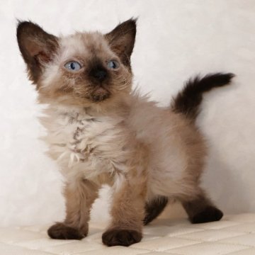 セルカークレックス【静岡県・女の子・2025年9月26日・シールポイント（ショートヘアー　（巻き毛））】の写真「12月1日写真更新。良い子に育っています。」