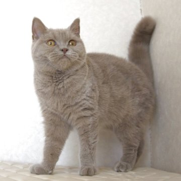 ブリティッシュショートヘア【静岡県・女の子・2025年4月4日・ライラック（ショートへア）】の写真「11月8日写真更新。良い子に育ちそうです。」