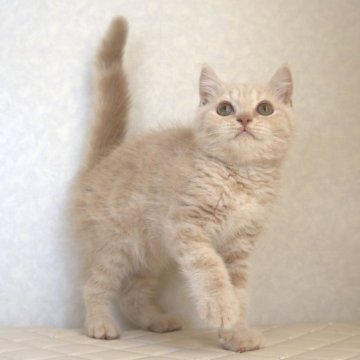 ブリティッシュショートヘア【静岡県・男の子・2025年3月20日・クリーム（ショートへア）】の写真「6月17日写真更新。人を追っかけてくる良い子です。」