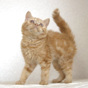 セルカークレックス【静岡県・男の子・2025年5月28日・レッドタビー（ショート　（巻き毛））】の写真「11月3日写真更新。爪切り平気な良い子です。」