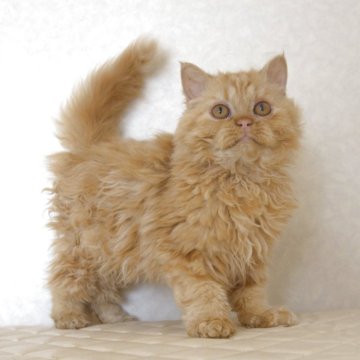 セルカークレックス【静岡県・男の子・2025年5月28日・レッドタビー（カーリーヘア　（セミロング））】の写真「11月14日写真更新。これからの成長が期待です。」