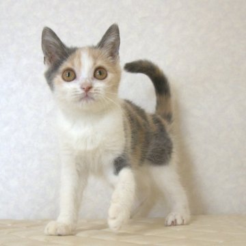 ブリティッシュショートヘア【静岡県・女の子・2025年8月9日・ダイリュートキャリコ パステル三毛 洋三毛猫（ショートへア）】の写真「11月22日写真更新。まんまる顔のかわいい子です。」