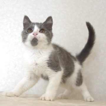 ブリティッシュショートヘア【静岡県・男の子・2025年8月9日・ブルー&ホワイト（ショートへア）】の写真「11月22日写真更新。まんまる顔のかわいい子です。」