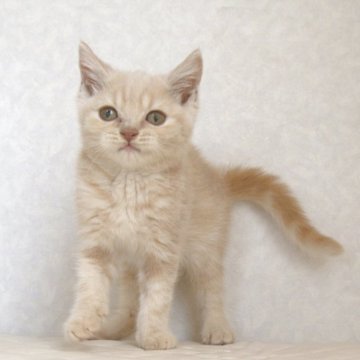 ブリティッシュショートヘア【静岡県・男の子・2025年4月4日・クリーム（ショートへア）】の写真「7月8日。写真更新。可愛い子に育っています。」