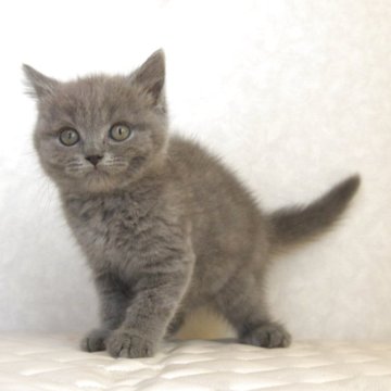 ブリティッシュショートヘア【静岡県・男の子・2025年4月4日・ブルー（ショートへア）】の写真「6月18日写真更新。良い子に育ちそうです。」