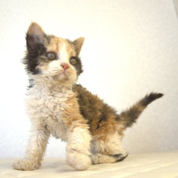 セルカークレックス【静岡県・女の子・2025年5月28日・キャリコ 三毛猫（カーリーヘア　セミロング）】の写真「8月20日写真更新。毛のクリクリ度合いが凄い子です」