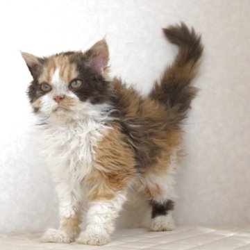 セルカークレックス【静岡県・女の子・2025年5月28日・キャリコ 三毛猫（カーリーヘア　ショート）】の写真「11月4写真更新。毛のクリクリ度合いが凄い子です」